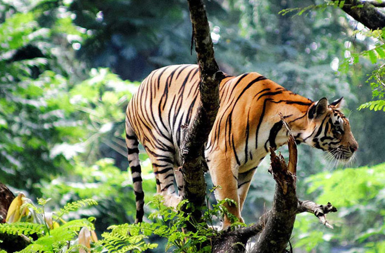 Thekkady